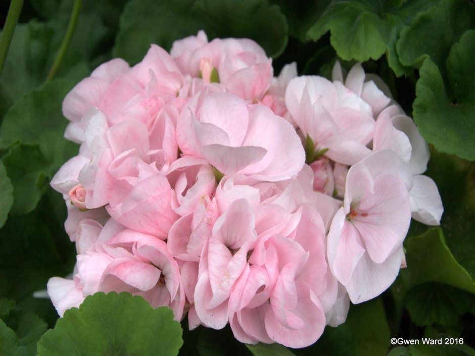 Пеларгония розебудная Rosebud Supreme