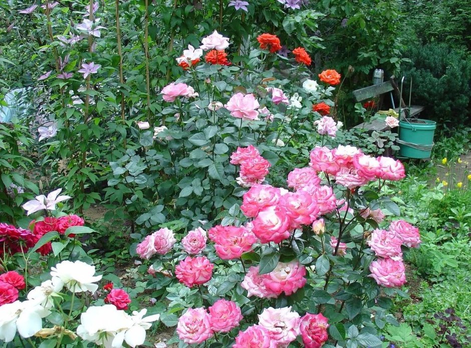 Розы чайно-гибридная, парковые