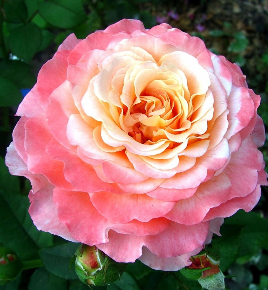 Роза чайно-гибридная Augusta Luise