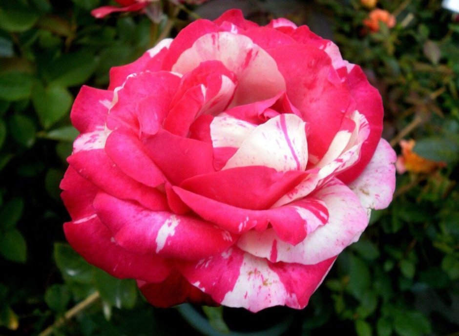 Роза Аврора чайно-гибридная