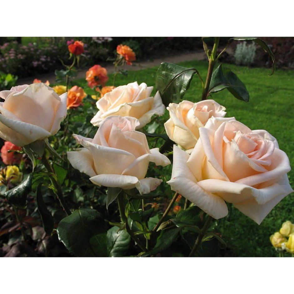 Роза Осиана чайно-гибридная роза