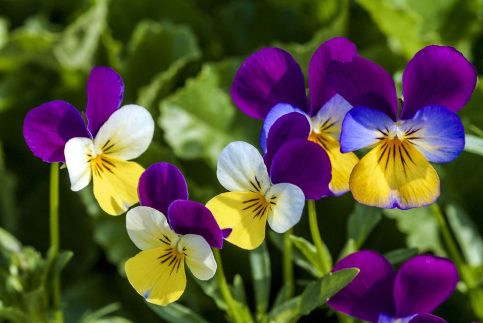 Фиалка трехцветная - Viola Tricolor. Violaceae фиалковые