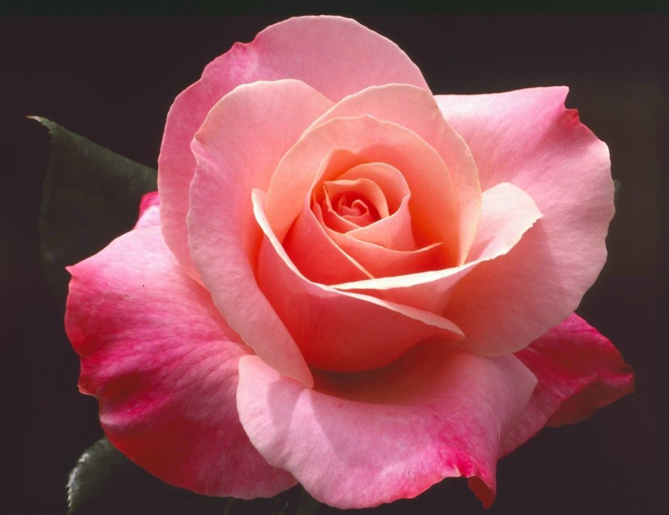 Роза чайно гибридная розовая магия