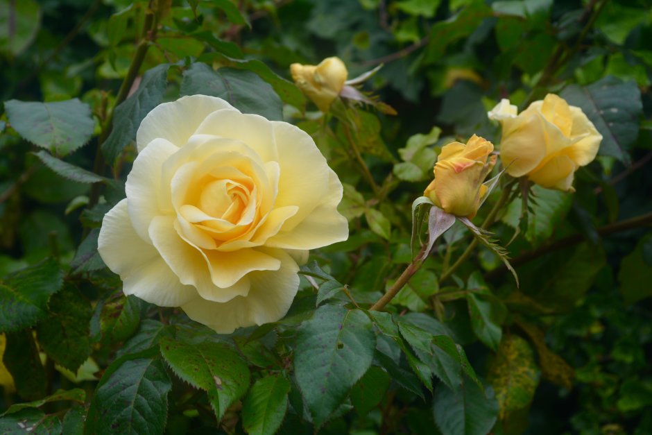 Розы цветы розы флорибунда