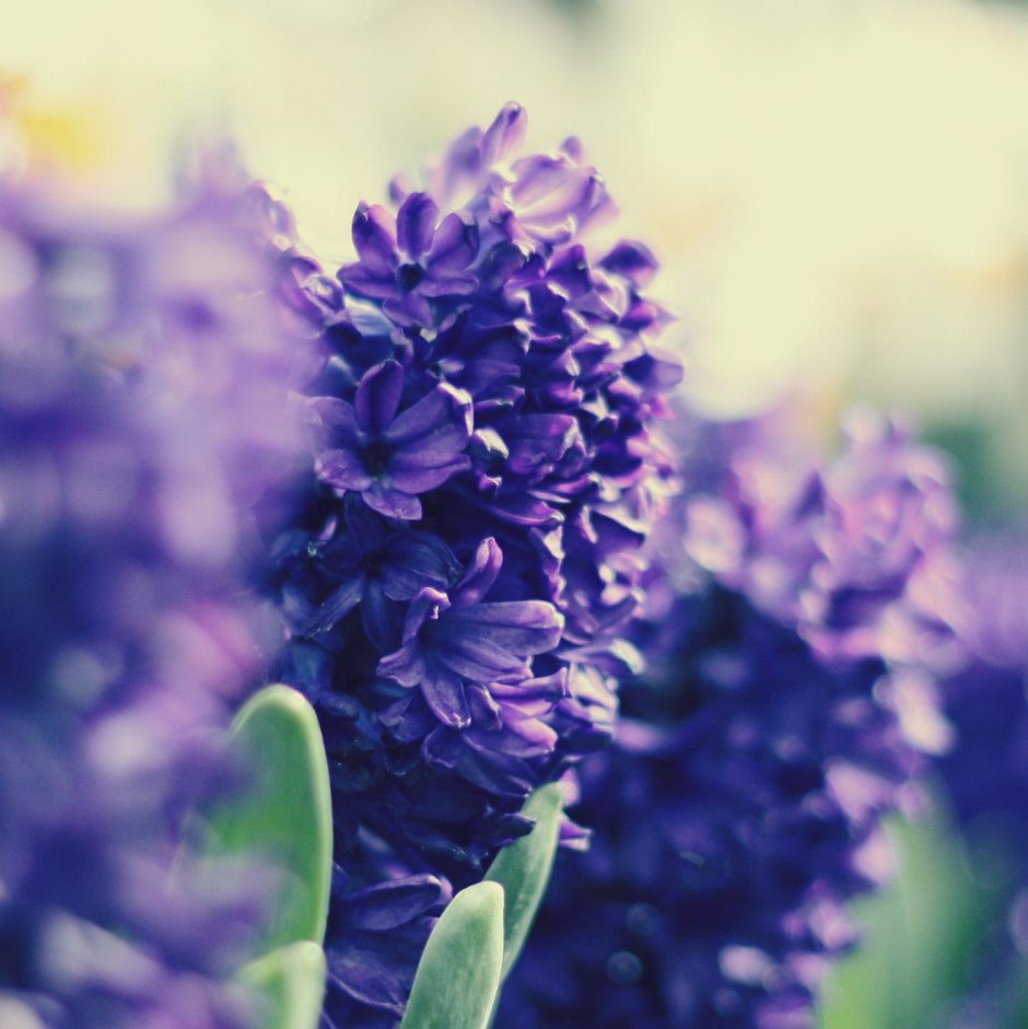 Purple hyacinth. Лоуренс фиолетовый гиацинт. Фиолетовый гиацинт арт. Фиолетовый гиацинт арты. Фиолетовый гиацинт Уильям.