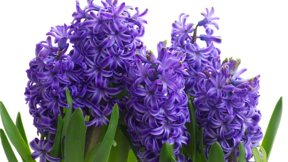 Hyacinth Lilac Flower