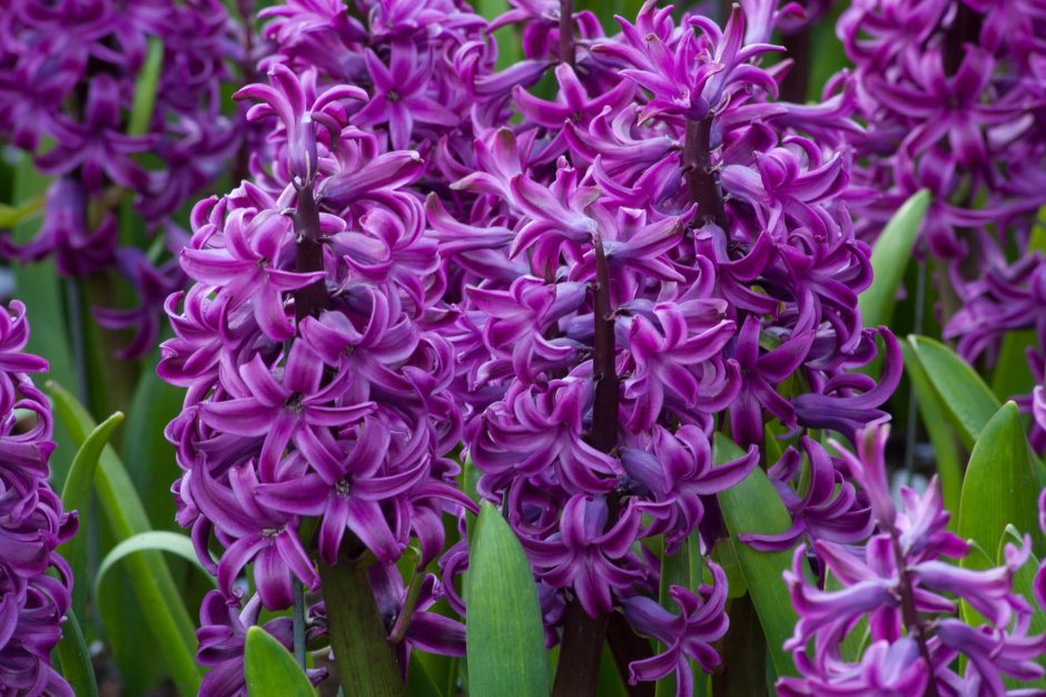 Hyacinth Lilac Flower