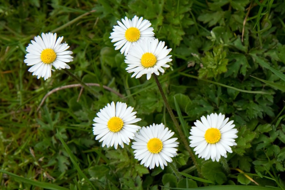 Daisy Flower