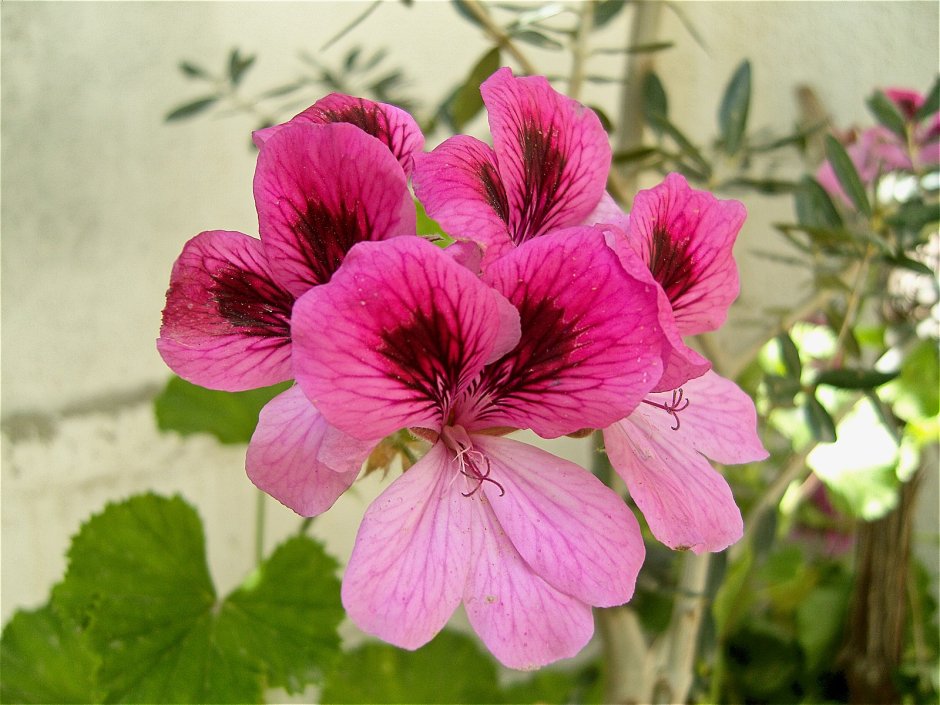 Pelargongaragets Lucia пеларгония