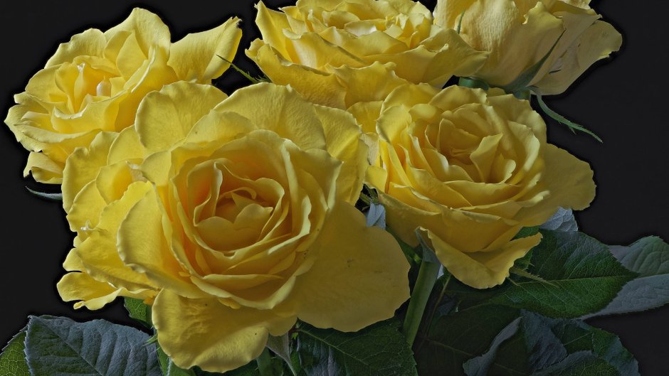 Градиент желтые розы