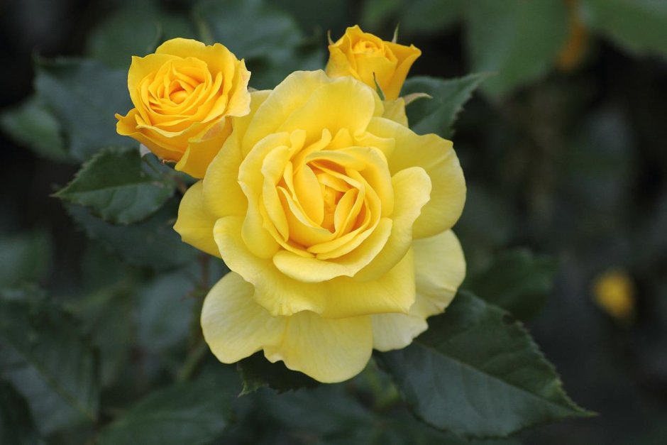 Композиции с желтыми розами