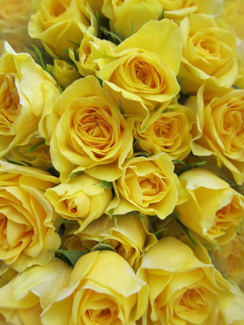 Роза Mellow Yellow