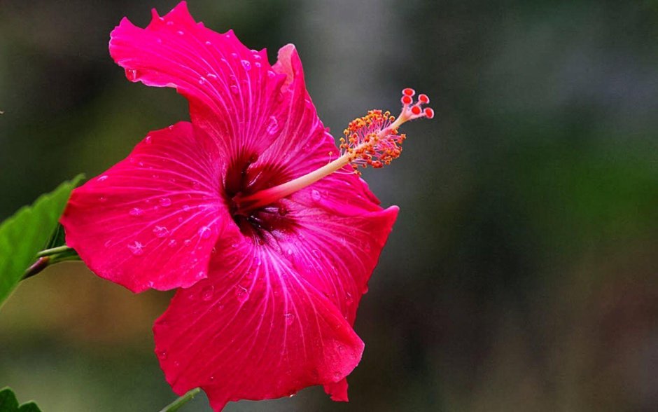 Hibiscus Flower