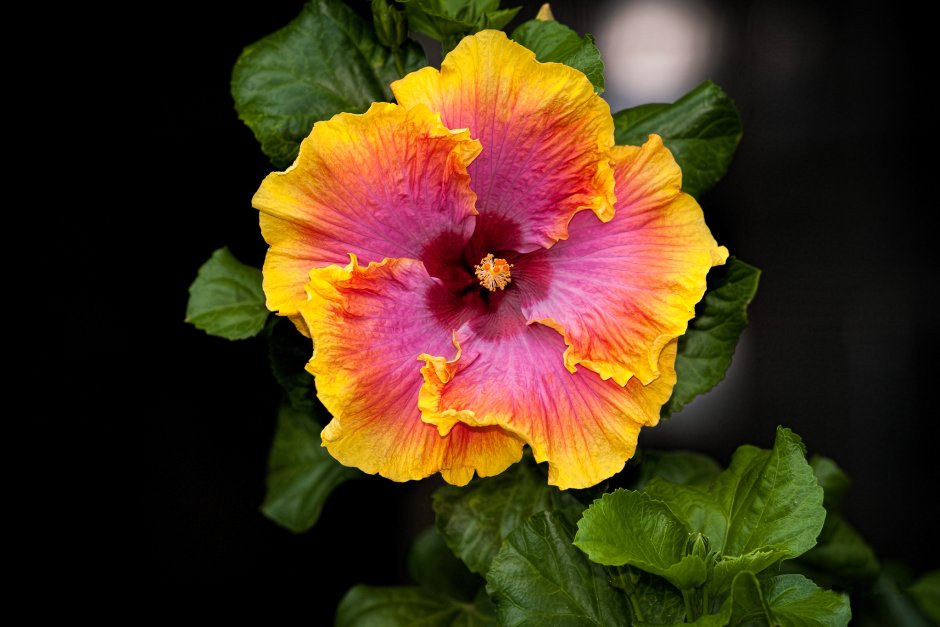 Гибискус (Hibiscus).