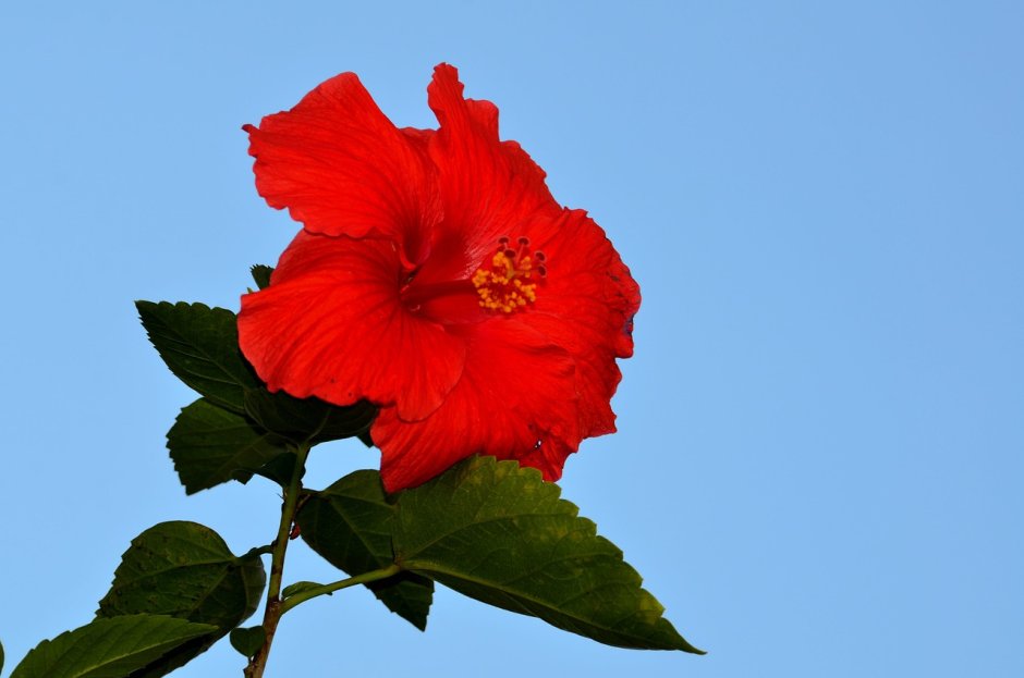 Красный цветок гибискуса