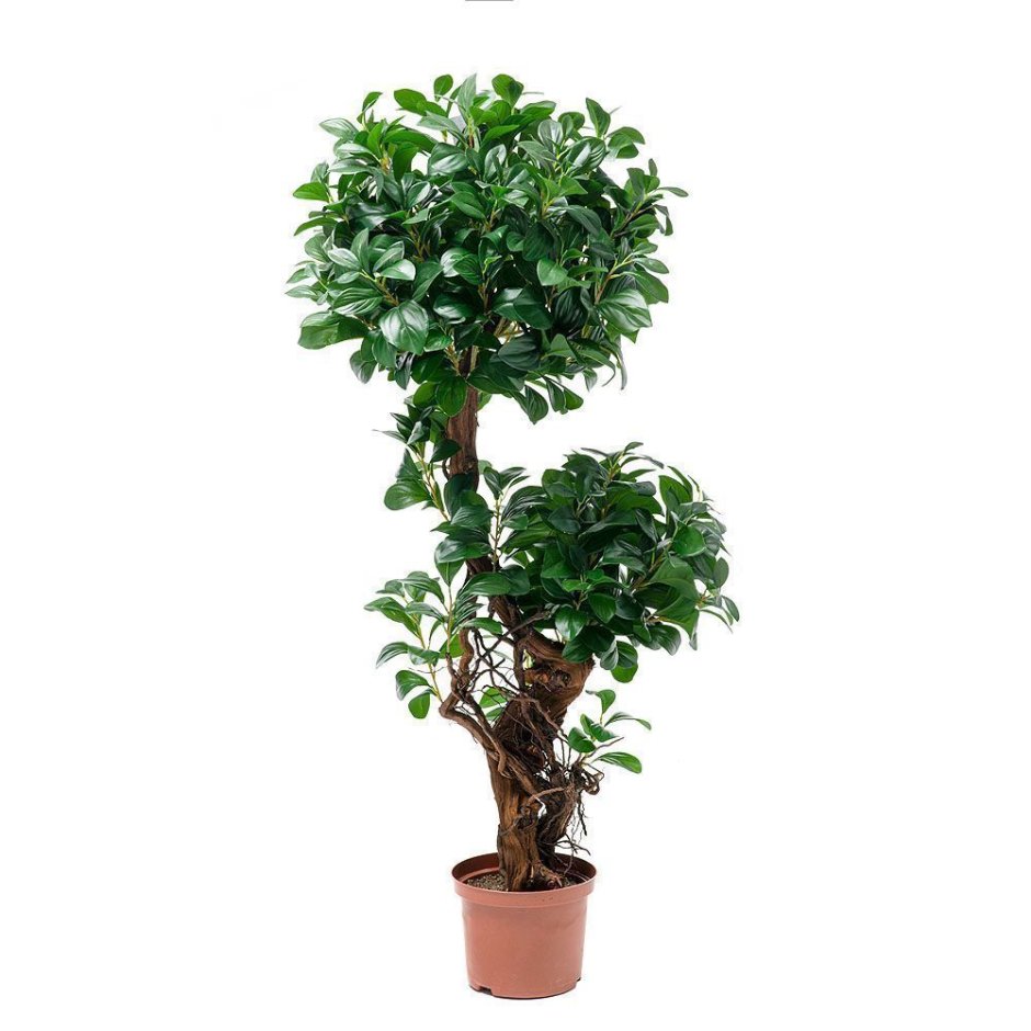 Ficus Hillii (microcarpa, фикус)