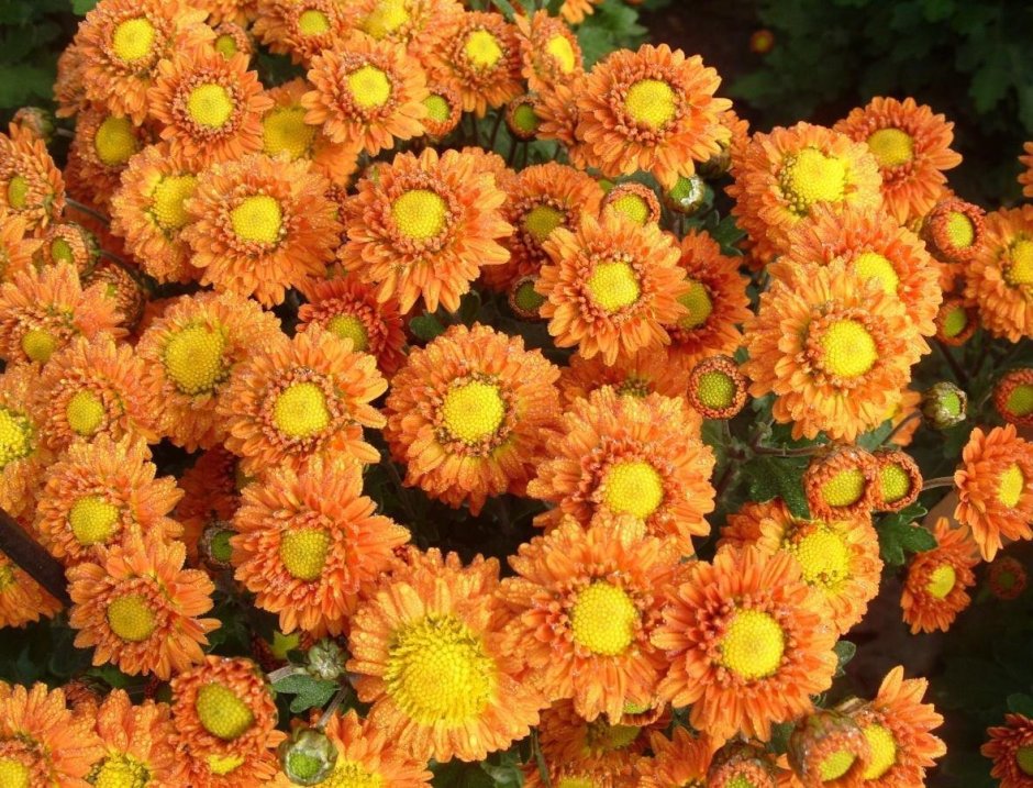 Chrysanthemum Aduro Orange Хризантема