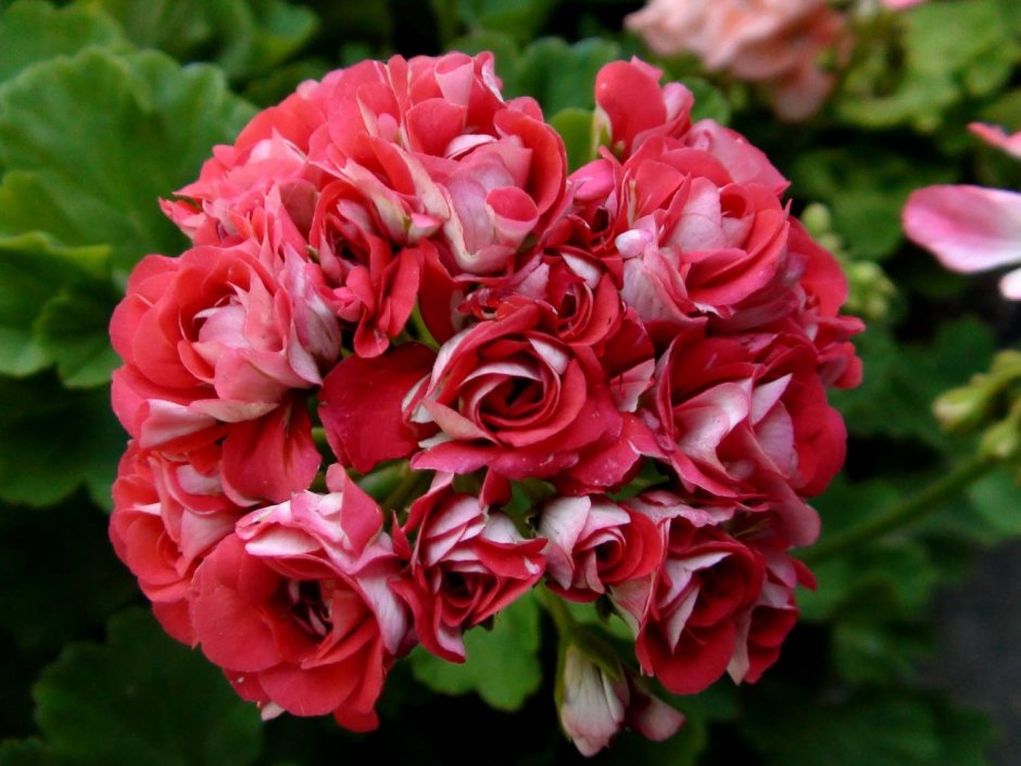 Пеларгония розебуд Суприм