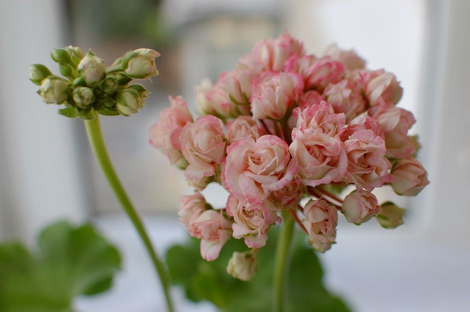 Розебудная пеларгония в саду