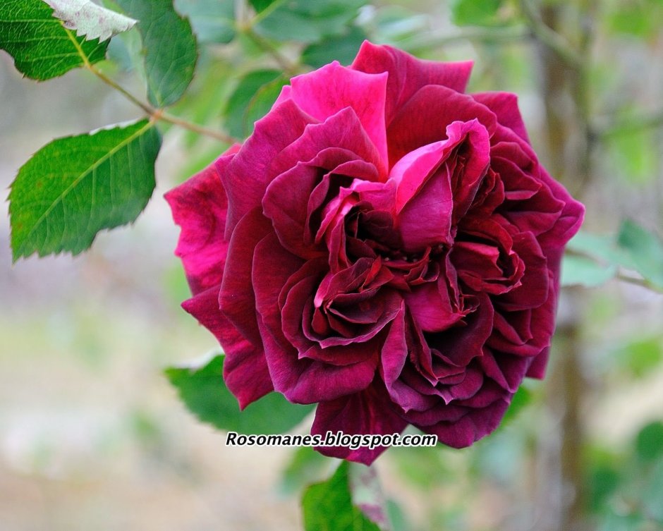 Burgund 81 роза
