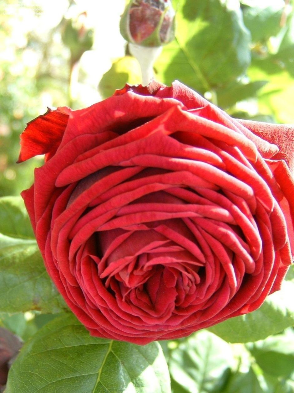 Роза чайно-гибридная опиум
