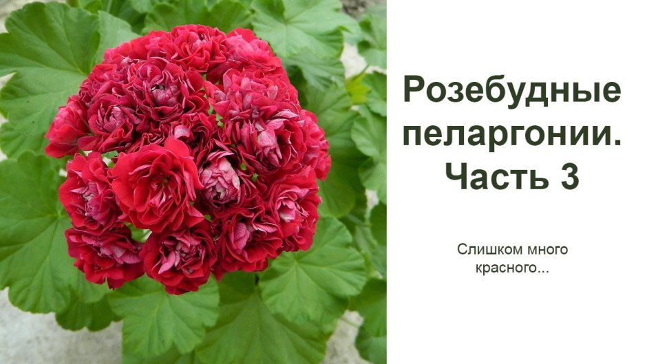 Пеларгония Appleblossom Rosebud