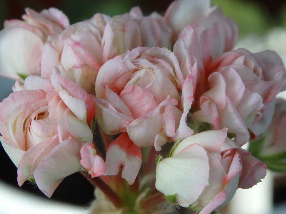 Пеларгония розебудная розовая