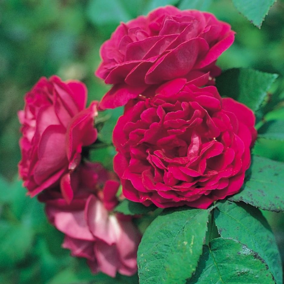 Сорт розы Верди