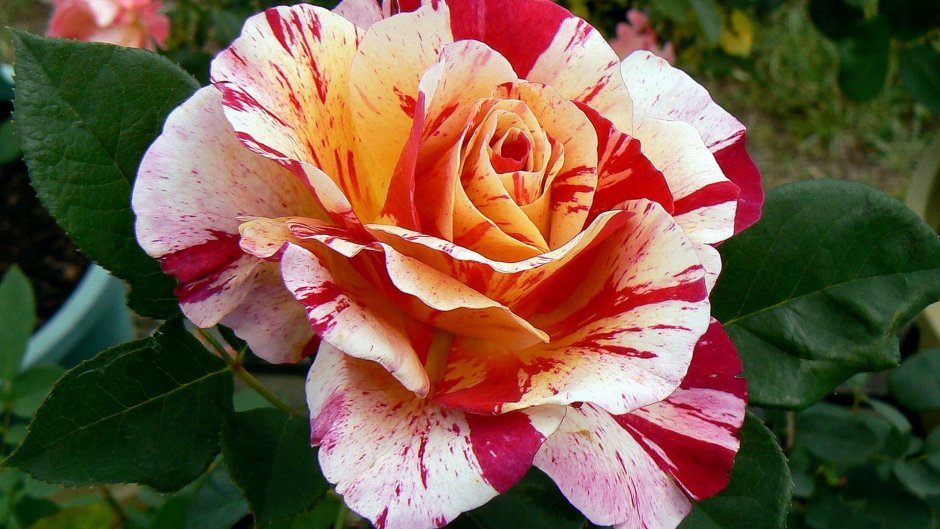 Роза old blush