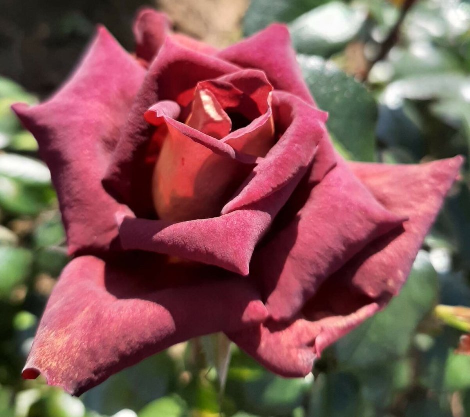 Роза чайно-гибридная Луксор