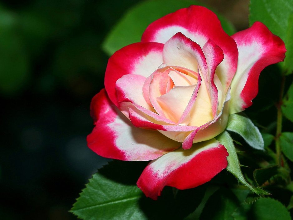 Роза чайно-гибридная Королева красоты