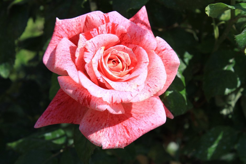 Роза чайно-гибридная Литке