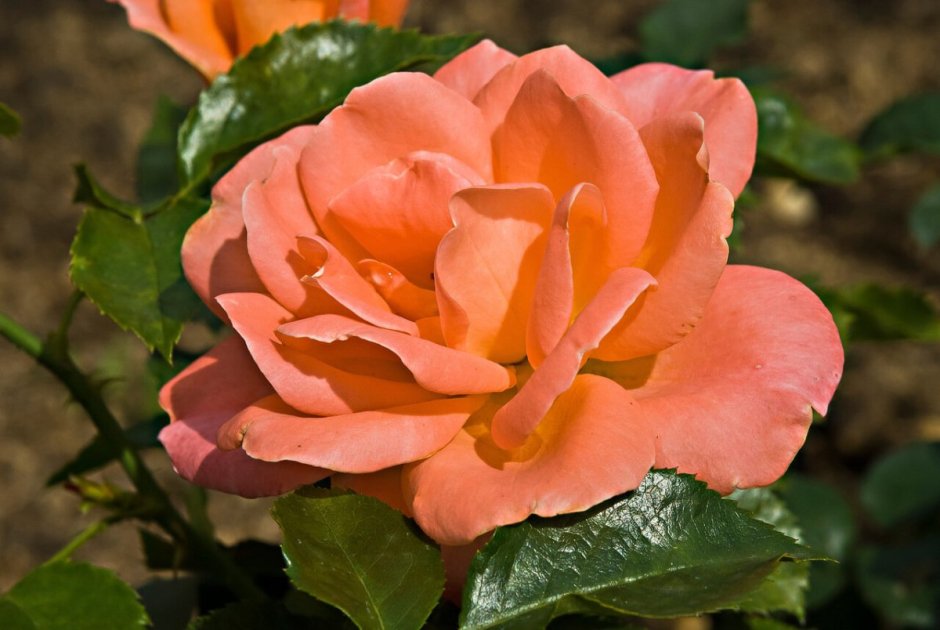 Роза чайно-гибридная Шопен