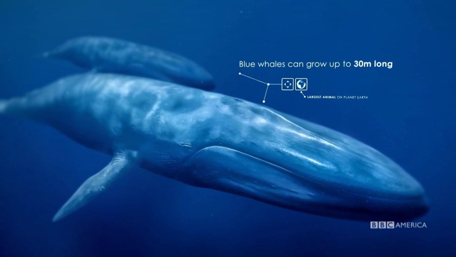 Синий кит (длина 33 м)