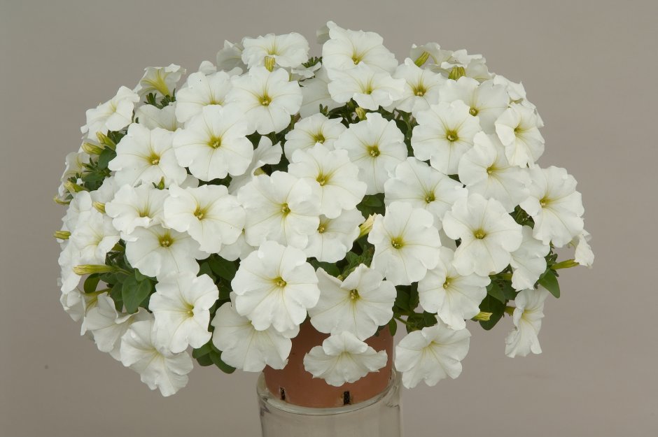 Петуния цветы белые
