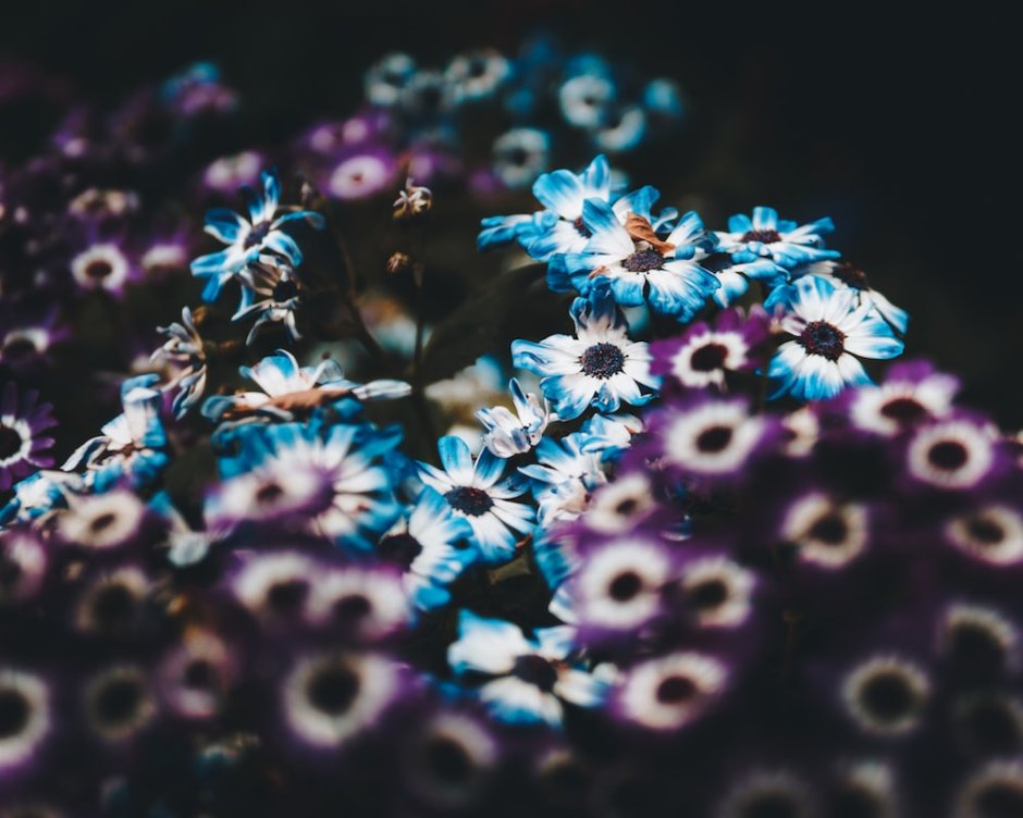 Blue and White Flowers