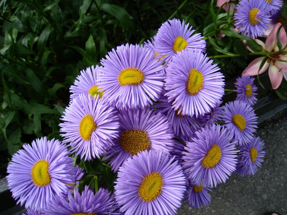 Астра (Aster)