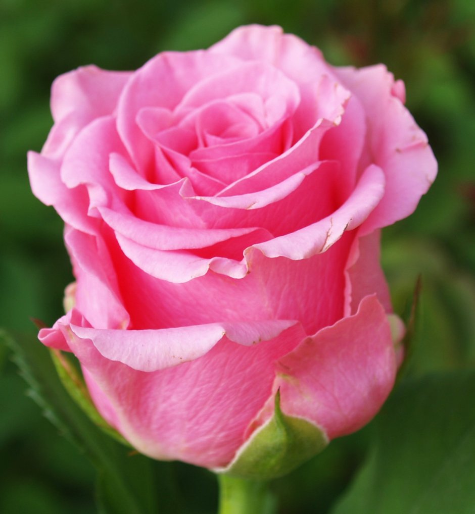 Роза чайно-гибридная Баркароле