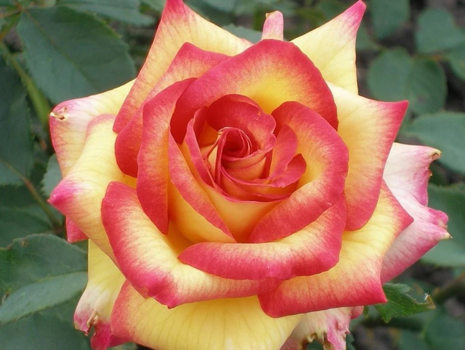 Амбианс ambiance роза