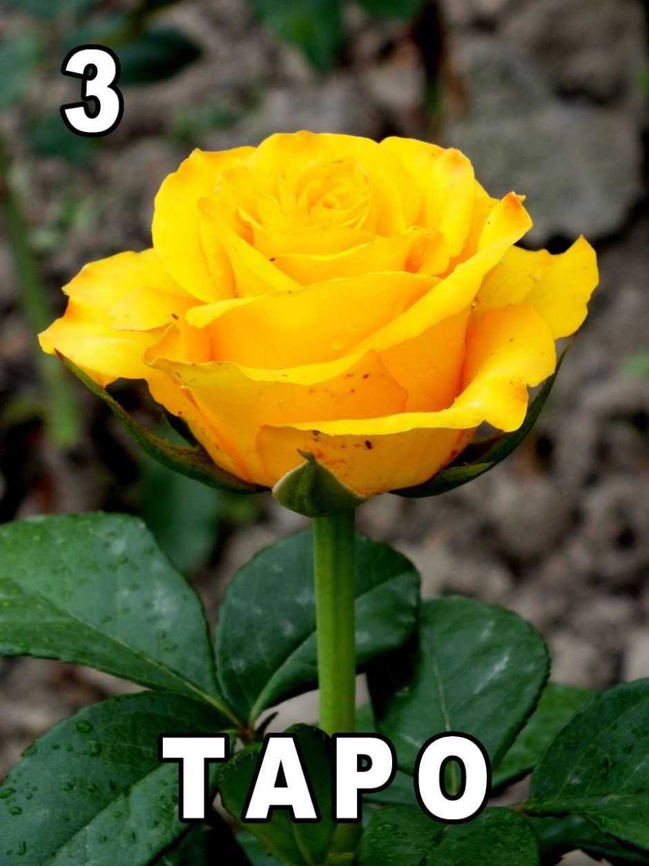 Роза Таро (Taro)