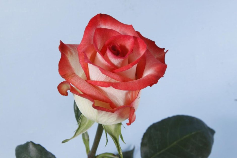 Роза чайно-гибридная соулмейт