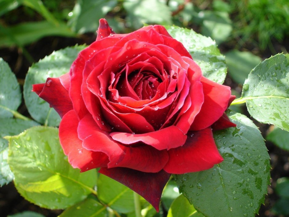Роза чайно-гибридная пваилон