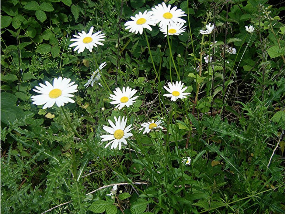 Нивяник обыкновенный (поповник) (Leucanthemum vulgare)