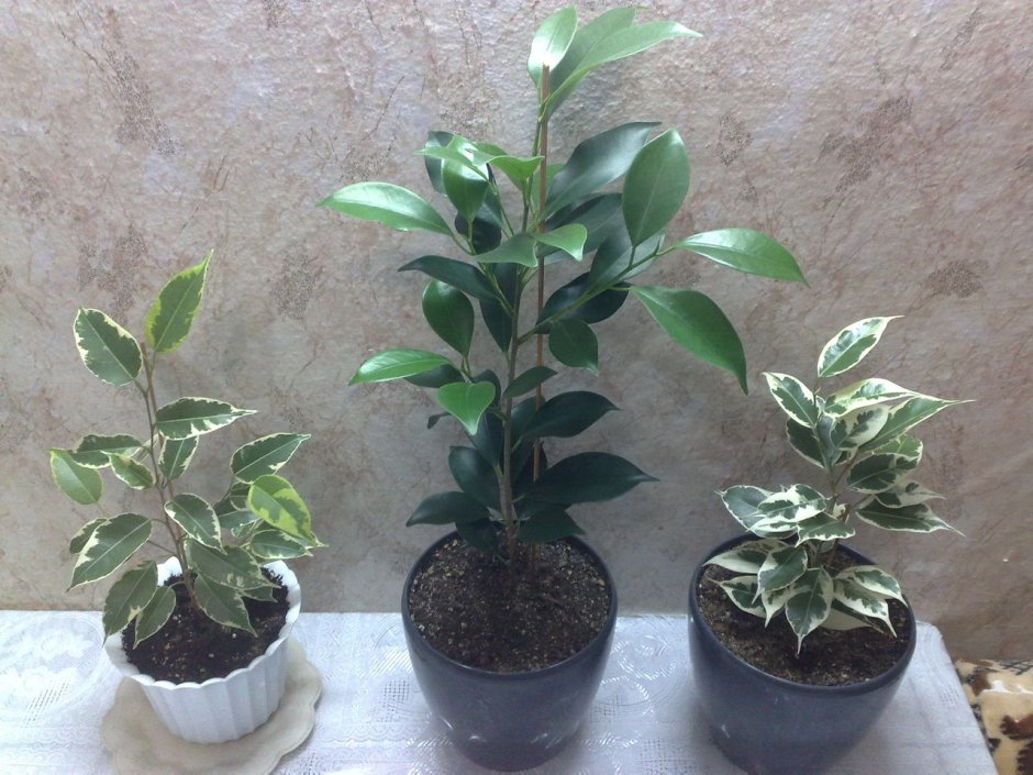 Ficus retusa Bonsai