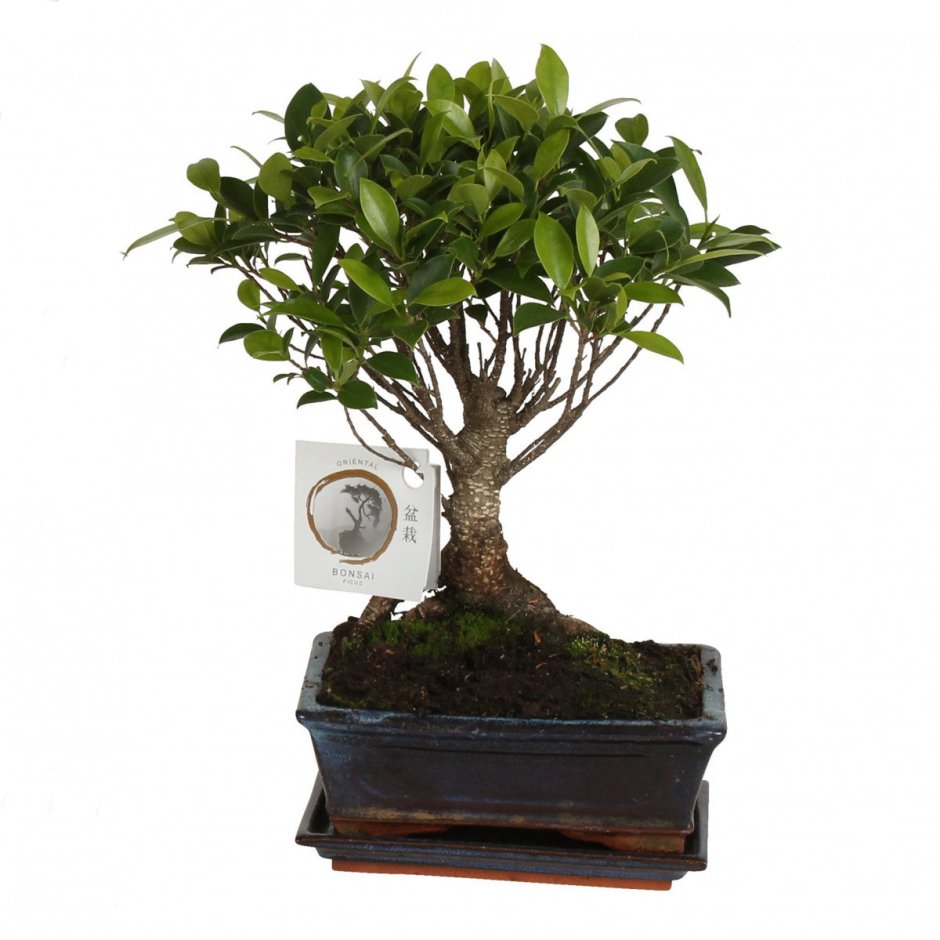 Bonsai Ficus retusa in Ceramic Ball Shape