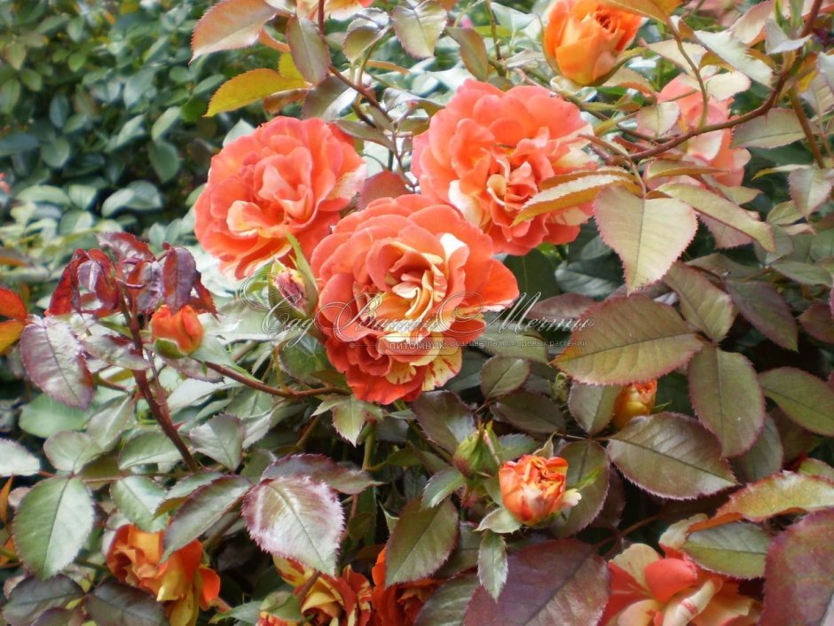 Papageno Orange роза
