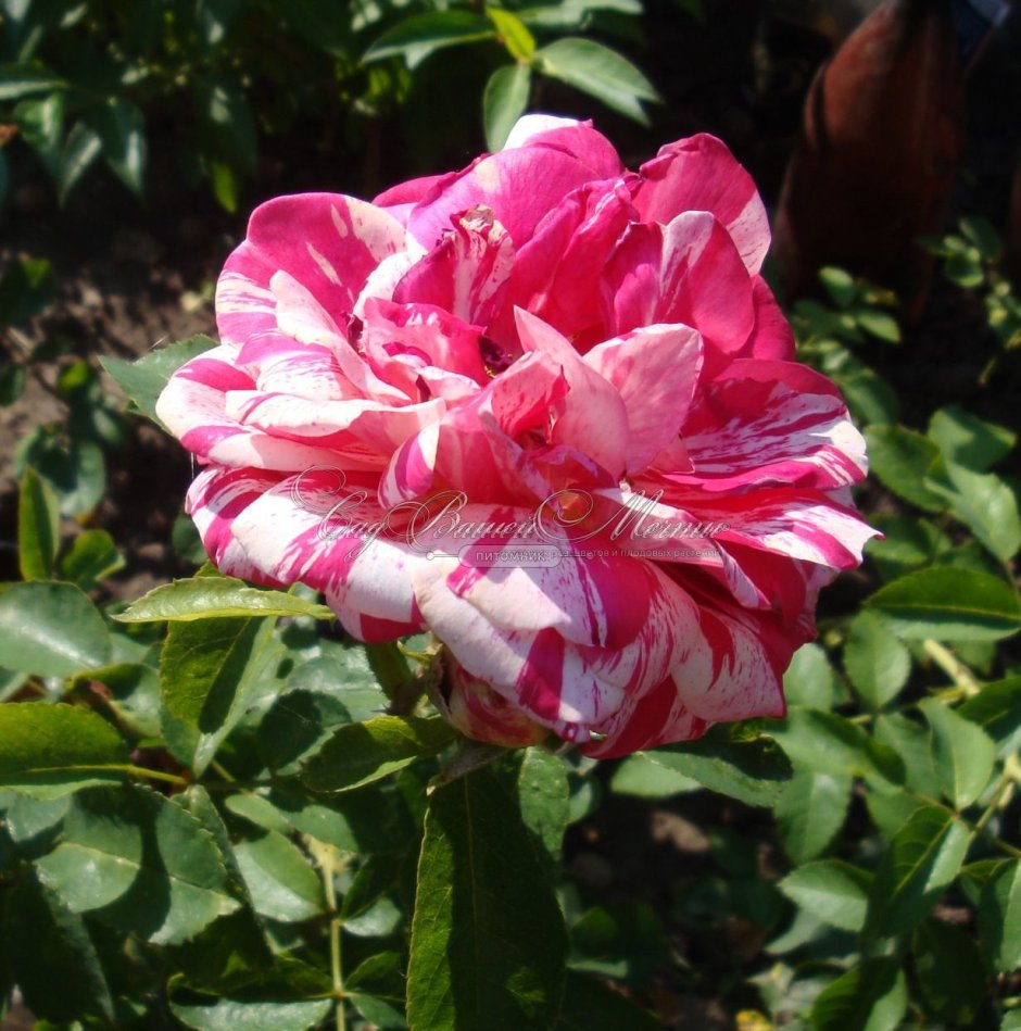 Роза флорибунда пападжина