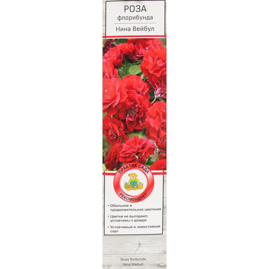 Роза полиантовая Папагено