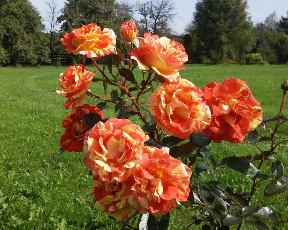 Роза флорибунда оранж
