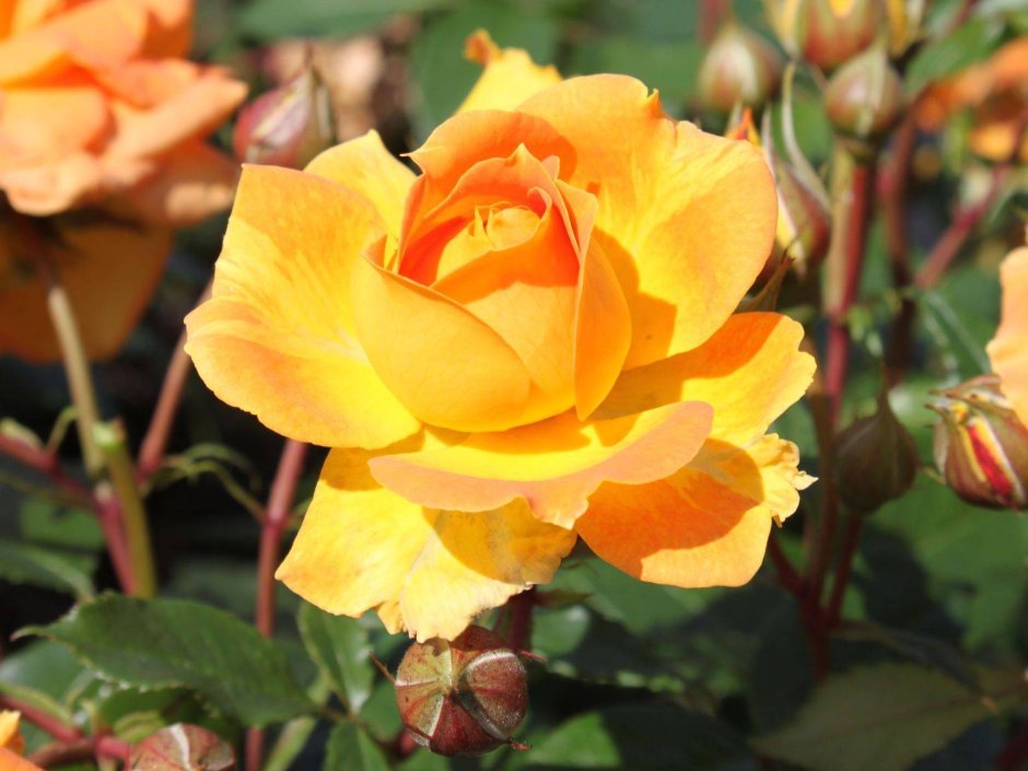 Роза чайно-гибридная Папагено